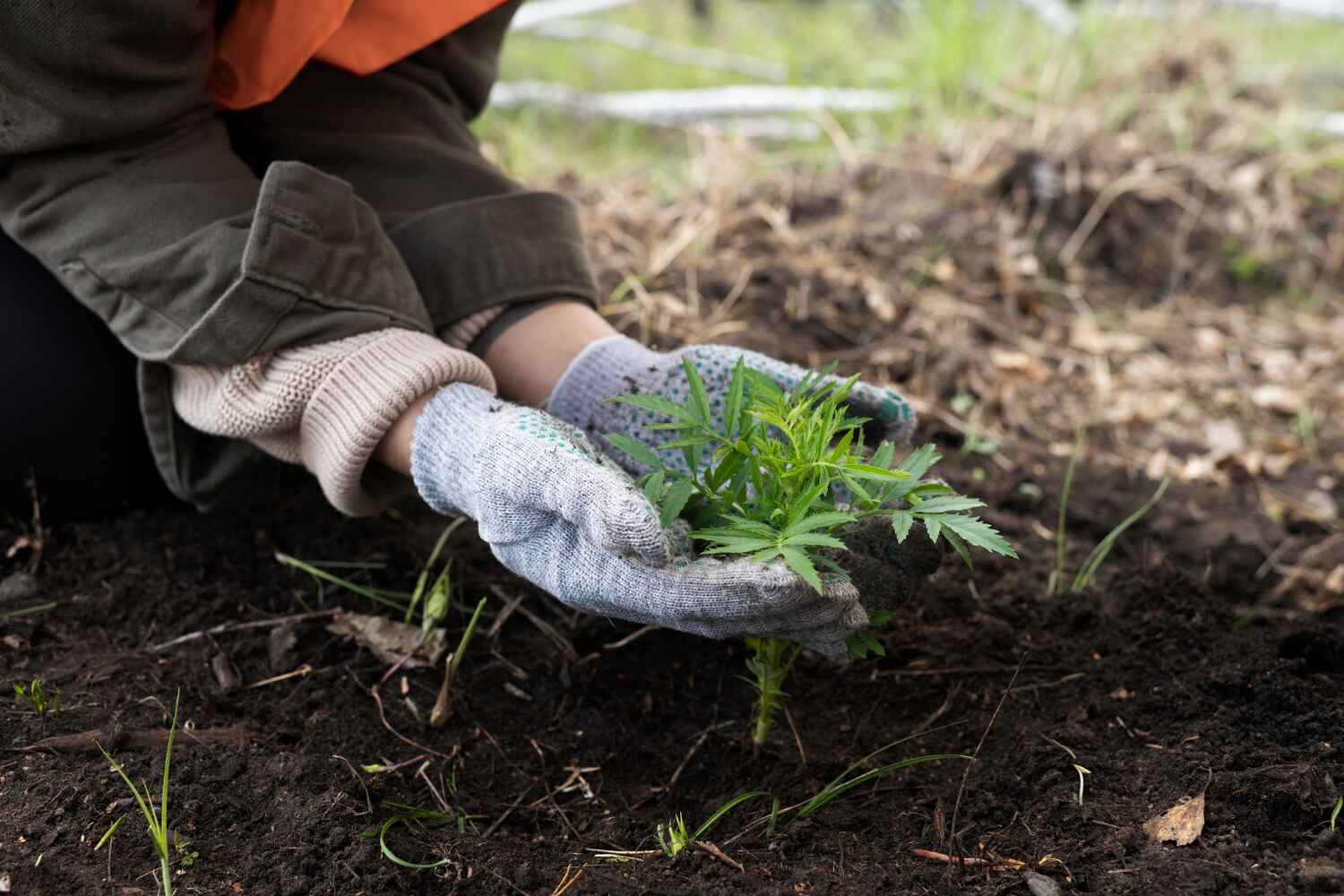 Best Emergency Tree Service  in USA